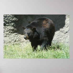 Poster personnalisé d'ours noir