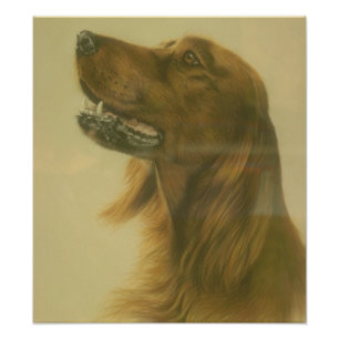 Poster personnalisé Irish Setter Art