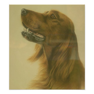 Poster personnalisé Irish Setter Art