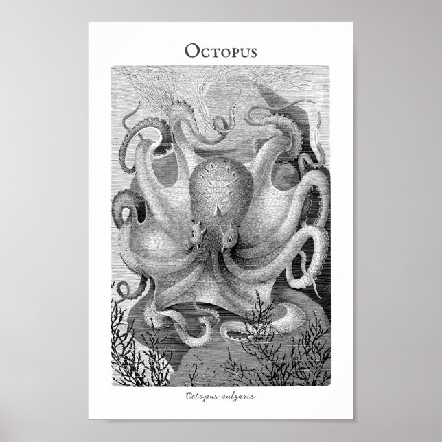 Poster personnalisé Octopus vintage (Devant)