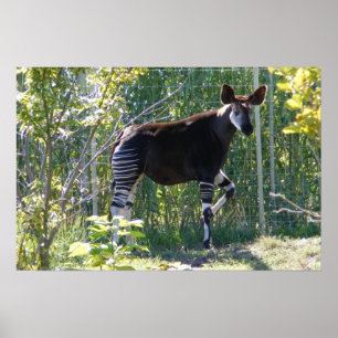 Poster personnalisé Okapi