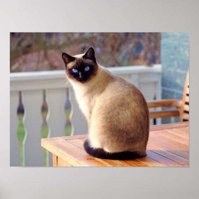 Poster personnalisé Siamese Kitty Cat (Devant)