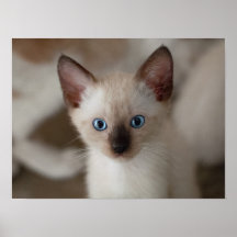 Poster personnalisé Siamese Kitty Cat