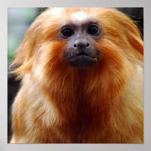 Poster Personnaliser