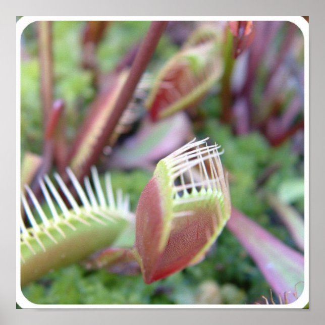 Poster Personnaliser (Devant)