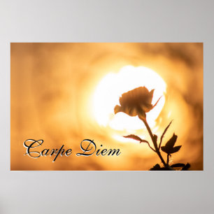 Poster Personnelle Carpe Diem brillante fleur rose au cou