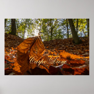 Poster Personnelle Carpe Diem brillante forêt feuille col