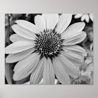 Poster Petal Flower 10x8