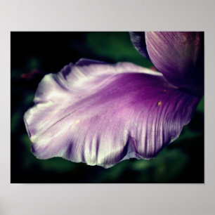Poster Pétale à fleur de tulipe pourpre simple gros