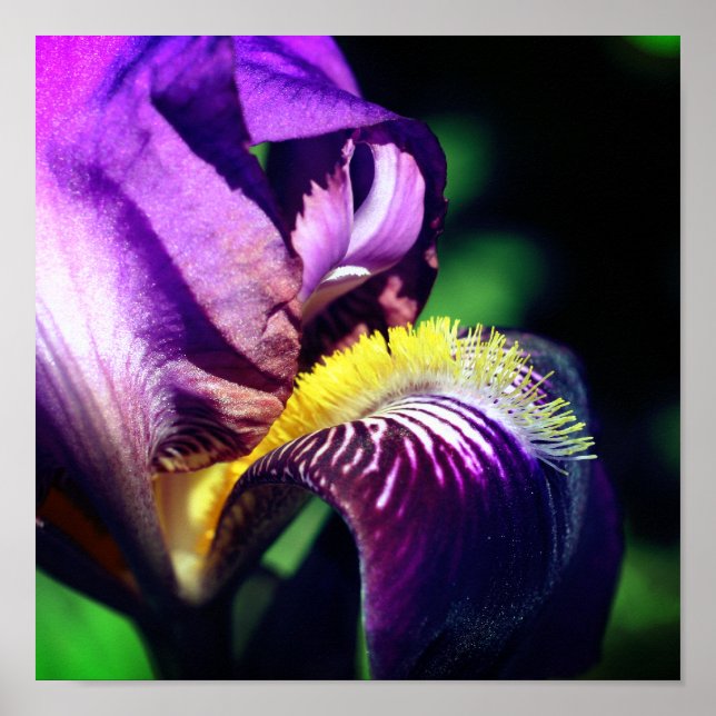 Poster Pétale de fleur Iris à oreille violette Gros plan (Devant)