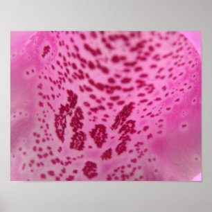 Poster Pétale rose Foxglove