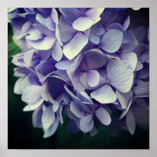 Poster Pétales à fleurs bleu Hydrangea gros