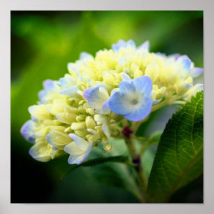 Poster Pétales à fleurs d'Hydrangée Bleue Douce