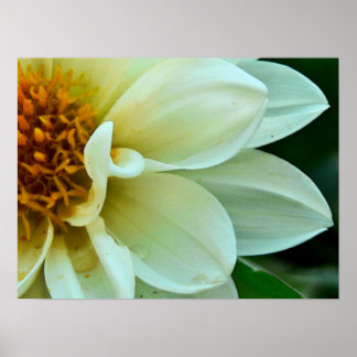 Poster Pétales Dahlia