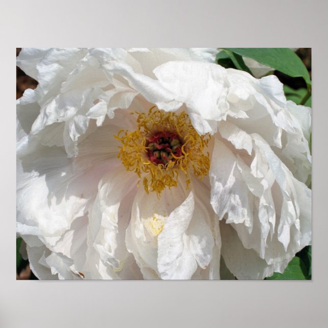 Poster Pétales De Fleur De Peine Blanche Au Pollen (Devant)