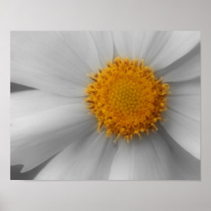 Poster Pétales de fleur marguerite Couleur partielle