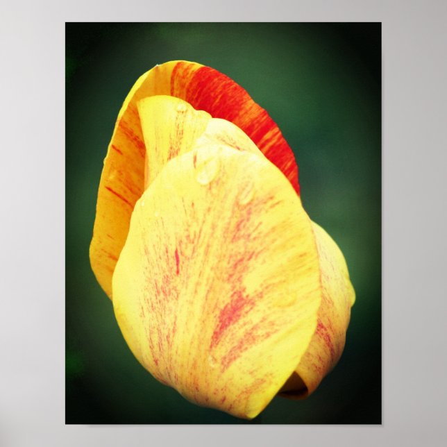 Poster Pétales De Fleurs Tulipes Avec Arroses À La Pluie (Devant)