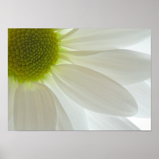 Poster Pétales de marguerite blanche (Devant)