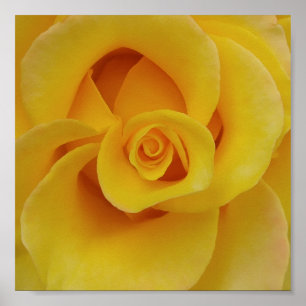 Poster Pétales de rose jaune romantiques