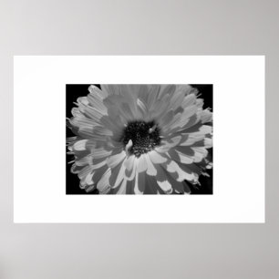 Poster Pétales en noir et blanc