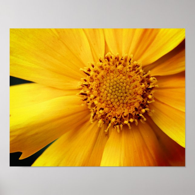 Poster Pétales Fleurs Jaunes De Faisée Et Centre Étouffé (Devant)