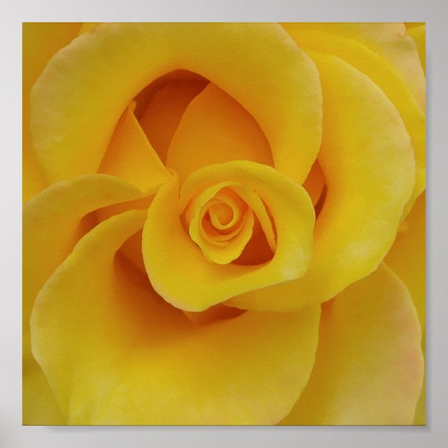 Poster Pétales romantiques de rose jaune (Devant)