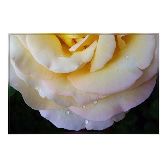 Poster Pétales rose jaune (Devant)