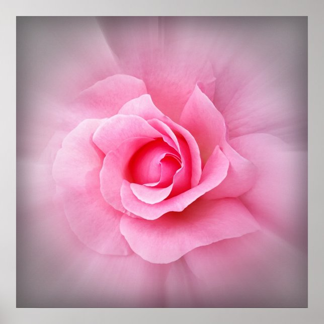 Poster Pétales roses (Devant)