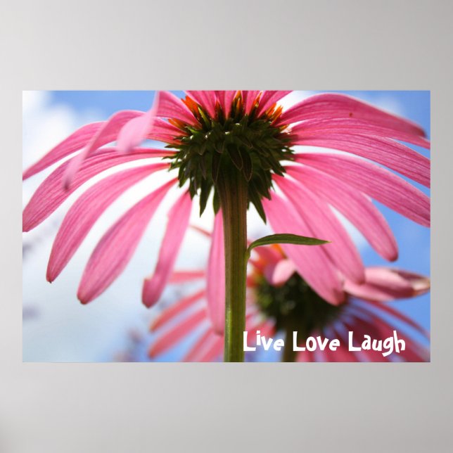 Poster Pétales roses (Devant)