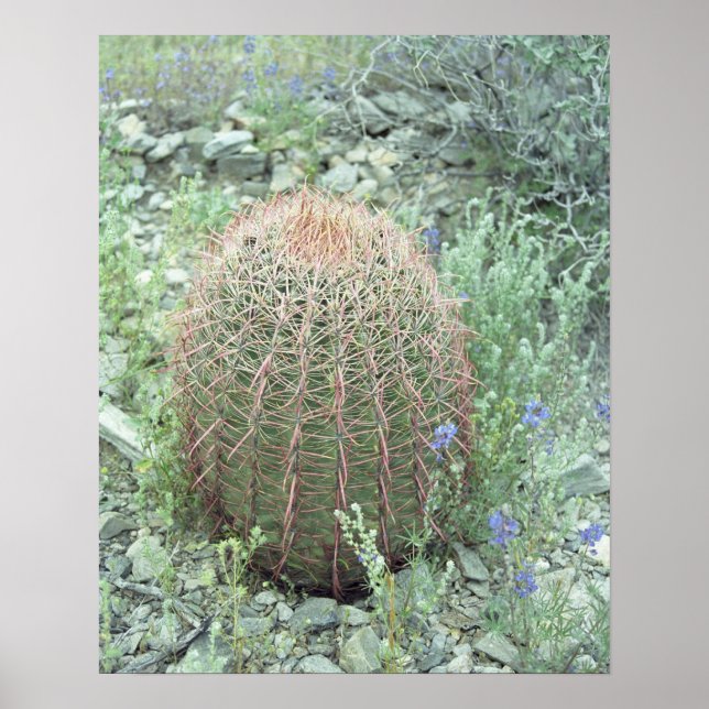 Poster Pétales roses Pricky Cactus Desert Art Imprimer Po (Devant)
