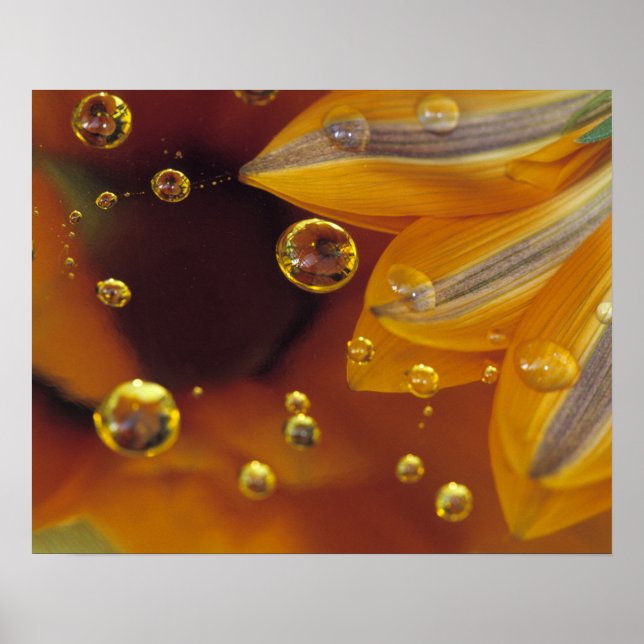 Poster Pétales sur la surface réfléchissante Mylar avec g (Devant)