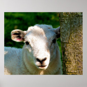 POSTER PETIT AGNEAU MIGNON