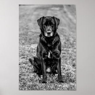 Poster Petit animal de compagnie de Chien Noir du Labrado