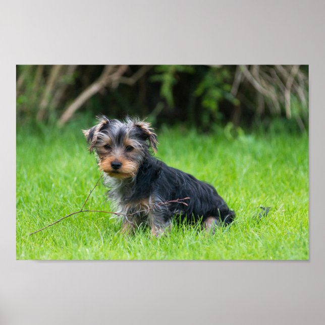 Poster Petit bébé yorkie chiot avec des yeux tristes expr (Devant)
