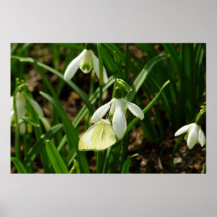 Poster Petit blanc sur neige