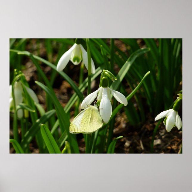 Poster Petit blanc sur neige (Devant)