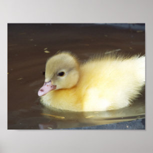 Poster Petit canard