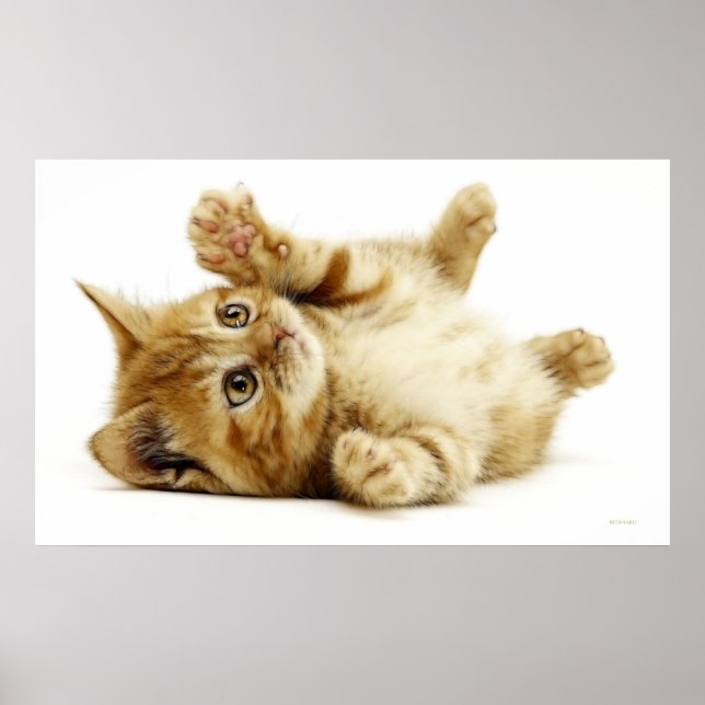 POSTER PETIT CHAT (Devant)