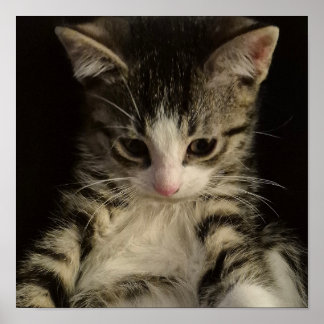 Poster Petit chaton