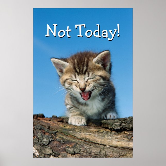 Poster Petit chaton dans un arbre (Devant)