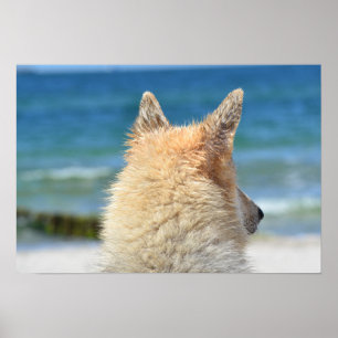 Poster Petit Chien Avec Fourrure Salée Vue Sur La Plage