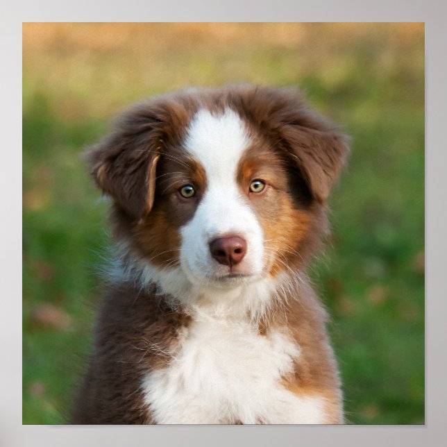 Poster Petit chiot australien Shepherd (Devant)