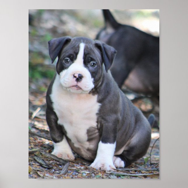Poster Petit chiot de race mûre (Devant)