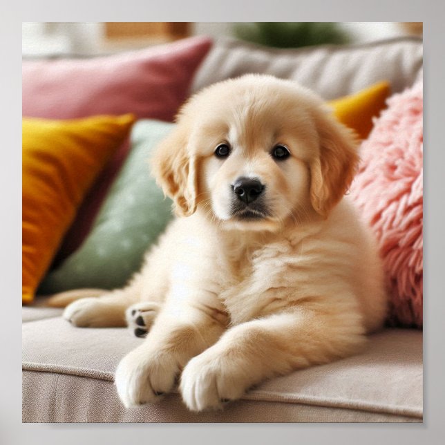 Poster Petit chiot Golden Retriever (Devant)