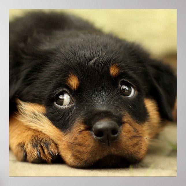 Poster Petit chiot rottweiler mignon (Devant)