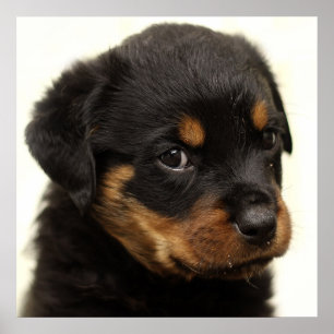 Poster Petit chiot rottweiler mignon