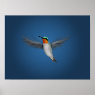 Poster Petit colibri illustré