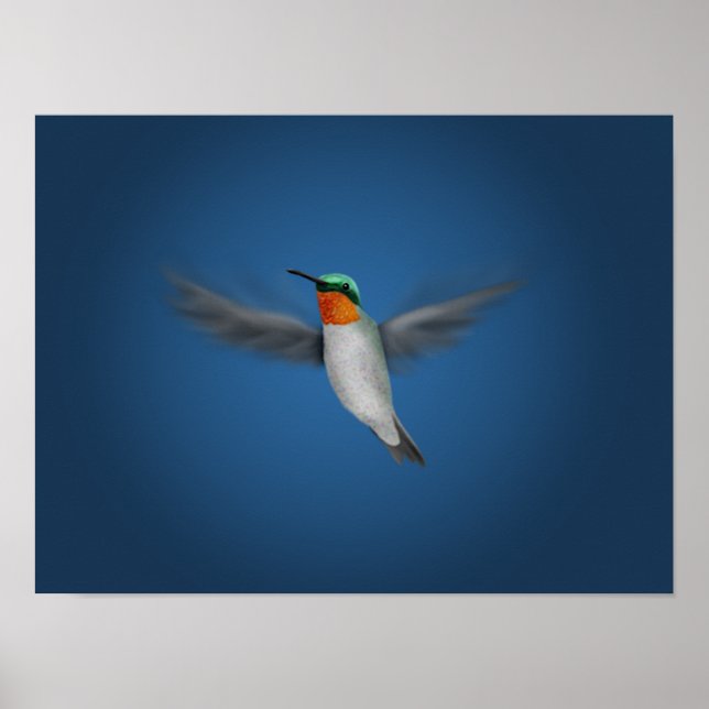 Poster Petit colibri illustré (Devant)