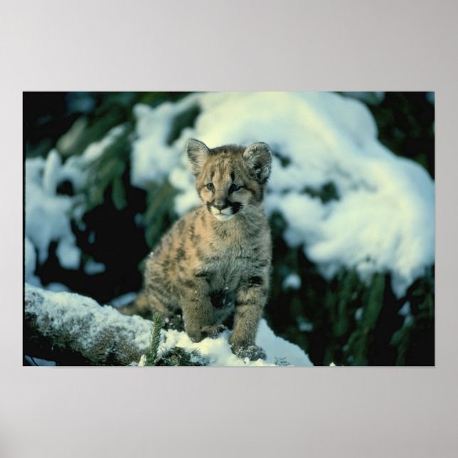 Poster Petit-déjeuner léopard des neiges (Devant)