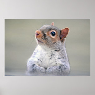 Poster Petit écureuil gris doux et souple